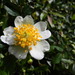 Rosa transmorrisonensis - Photo (c) Chiaoyun Cheng, todos los derechos reservados, subido por Chiaoyun Cheng