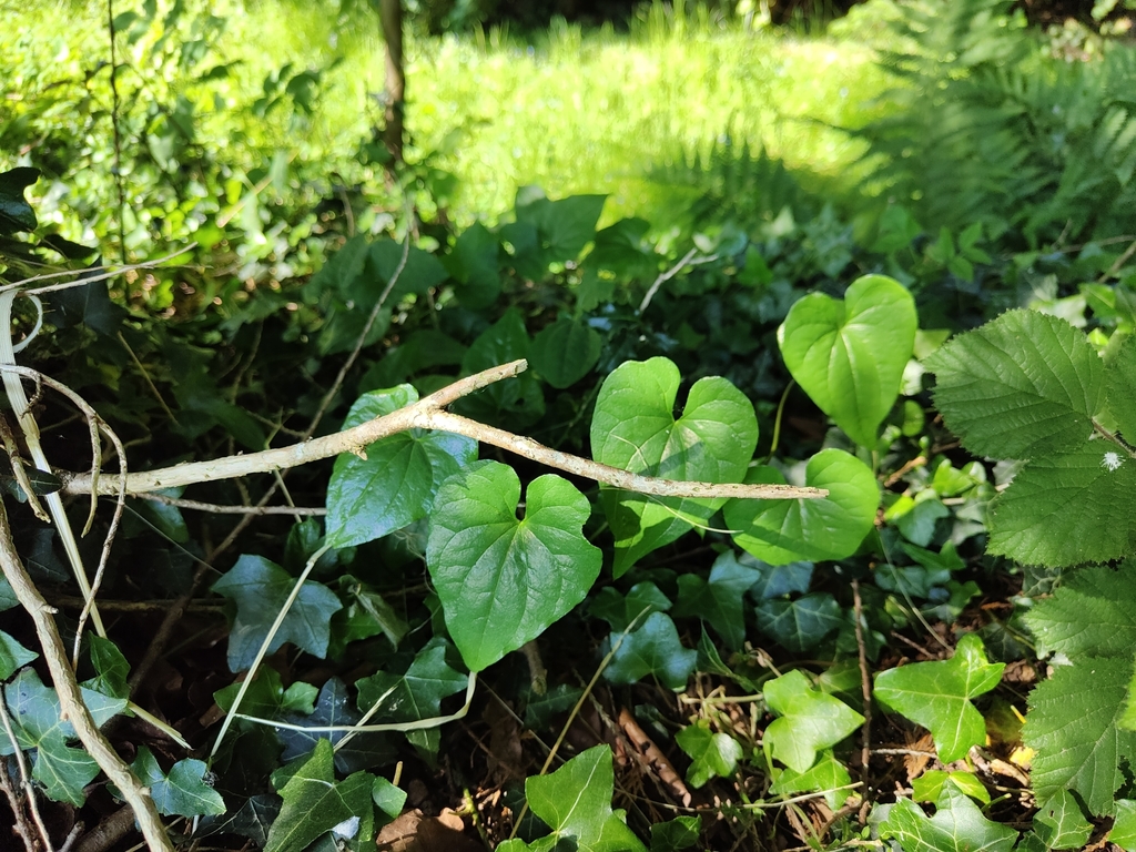 Black Bryony from Worcestershire, England, GB on June 8, 2023 at 04:57 ...