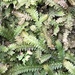 Selaginella boninensis - Photo (c) Brian Cheng, todos los derechos reservados, subido por Brian Cheng