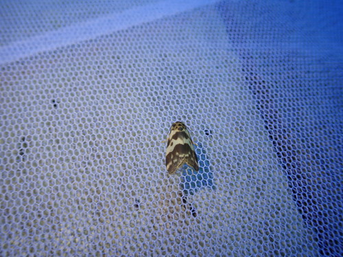 Eugoa tricolora