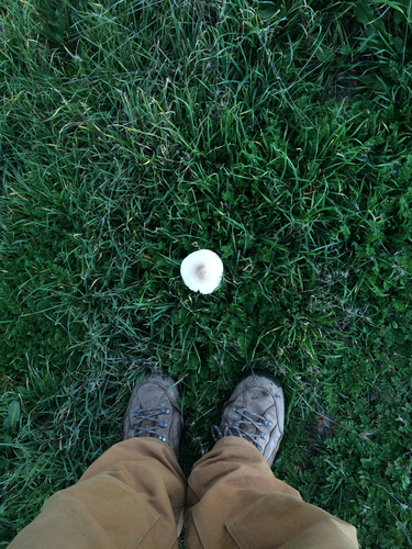 iNaturalist observation photo of Common Gilled Mushrooms and Allies