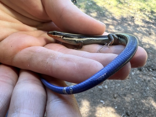 iNaturalist observation photo of Western Skink