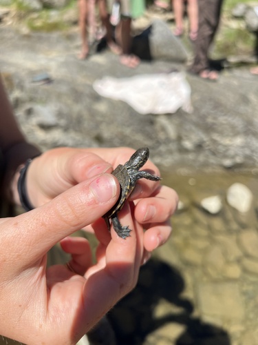 iNaturalist observation photo of Northwestern Pond Turtle