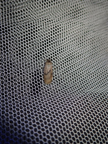 Lambula aroa