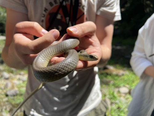 iNaturalist observation photo of Western Yellow-bellied Racer