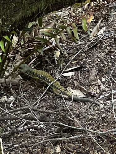 iNaturalist observation photo of Northern Alligator Lizard
