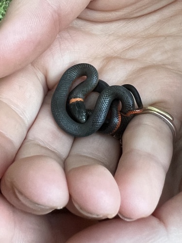 iNaturalist observation photo of Ring-necked Snake