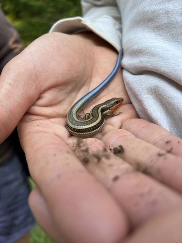 iNaturalist observation photo of Western Skink