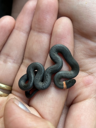 iNaturalist observation photo of Ring-necked Snake