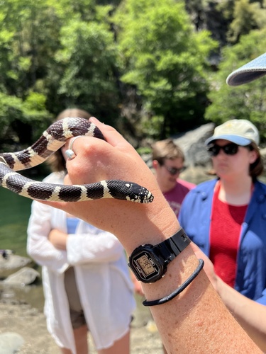 iNaturalist observation photo of California King Snake