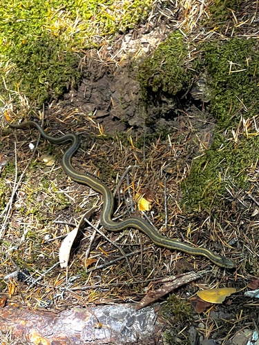iNaturalist observation photo of Oregon Aquatic Garter Snake