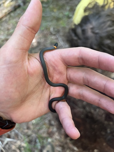 iNaturalist observation photo of Ring-necked Snake