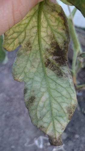 Mancha-de-cladosporium