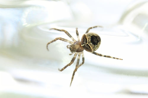 Gibbaranea omoeda