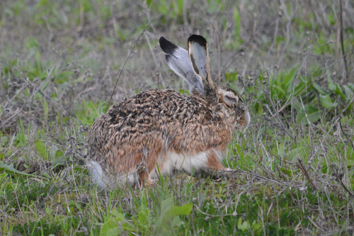 Granada Hare