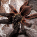 Tarántula Arborícola - Photo (c) arachnida, todos los derechos reservados, subido por arachnida