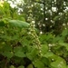 Ambrosia cordifolia - Photo (c) Nelly Sandoval Mata, todos os direitos reservados, uploaded by Nelly Sandoval Mata