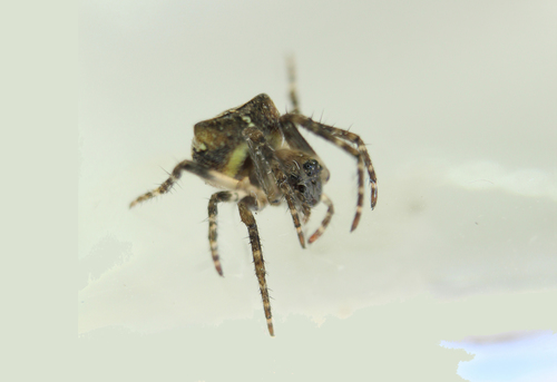 Gibbaranea omoeda