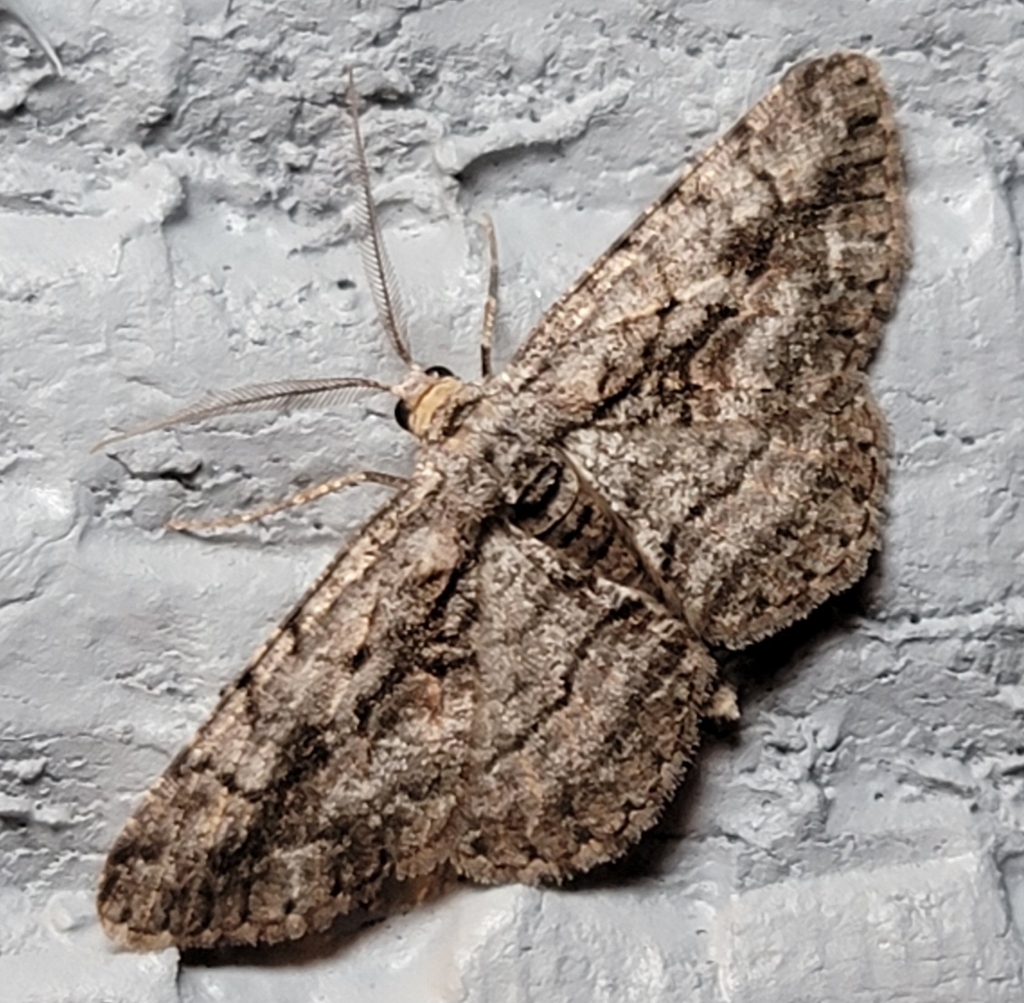 Common Gray from Wayne on June 8, 2023 at 09:40 PM by -alaimins-. X ...
