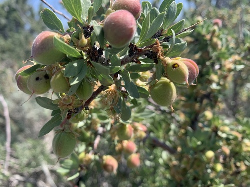 Desert Peach