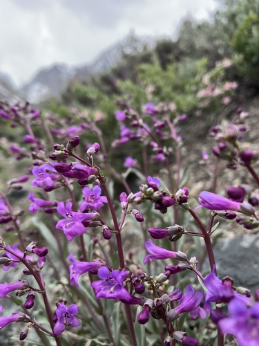 Penstemon patens