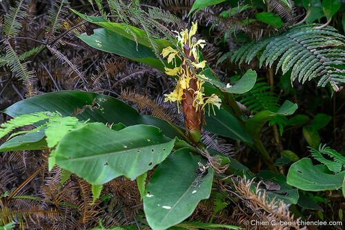 Hedychium borneense