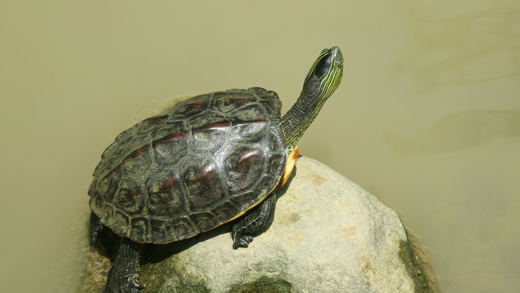 Common Thread Turtle From 台灣台北 On June 6, 2023 At 01:31 Pm By Gil Chiou 