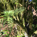 Pleopeltis lindeniana - Photo (c) Ashley Smithers, all rights reserved, uploaded by Ashley Smithers