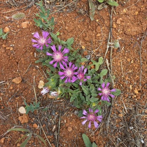 Iberian knapweed