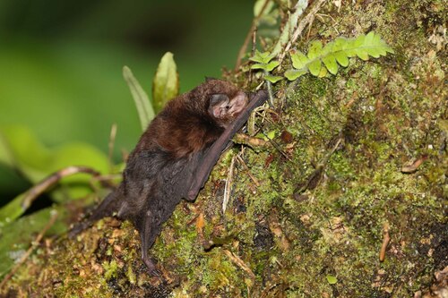 Small Melanesian Bent-winged Bat (Miniopterus macrocneme) — Least Concern Mammalia