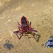 Pseudocellus sbordonii - Photo (c) arachnida, all rights reserved, uploaded by arachnida