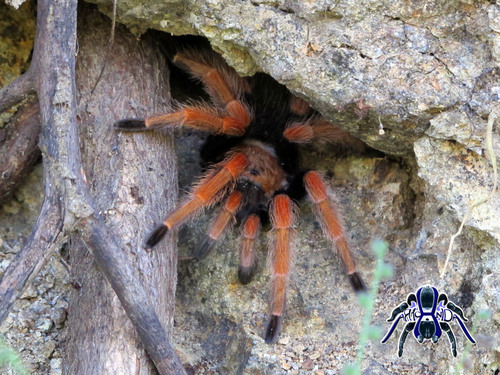 Mexican Fireleg Tarantula