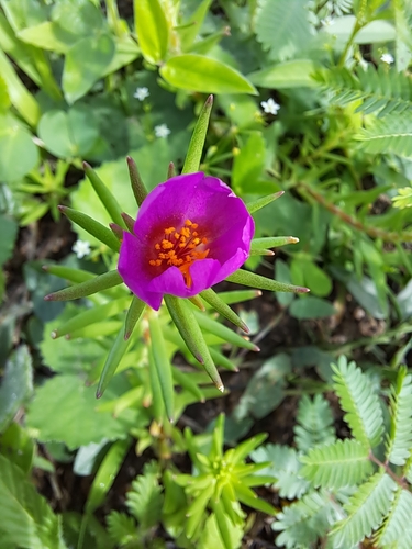 Portulaca teretifolia