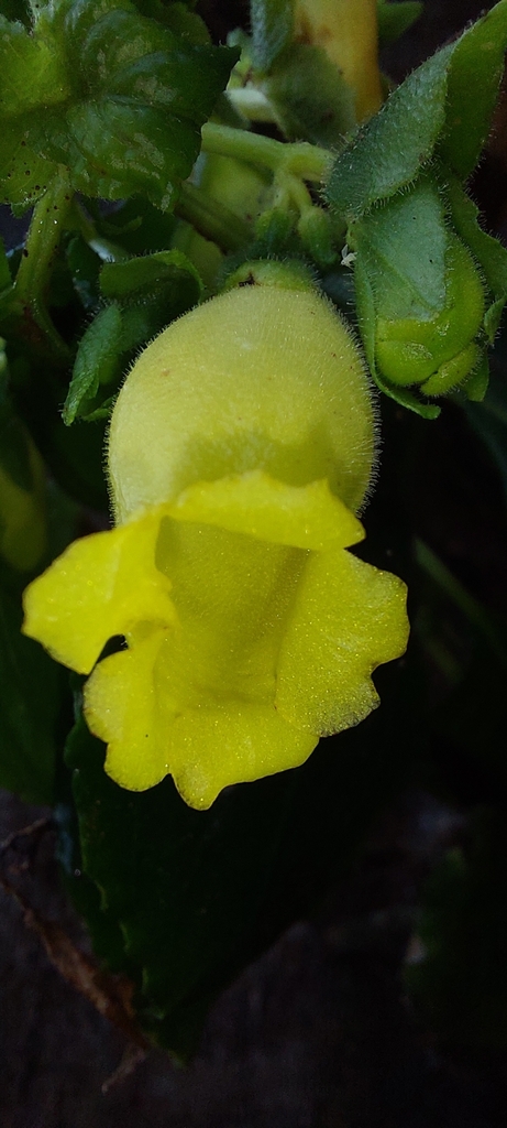 Gasteranthus acropodus
