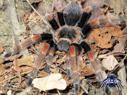 Mexican Orange Beauty Tarantula