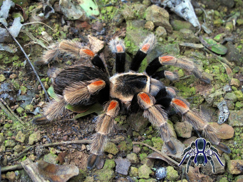 Mexican Orange Beauty Tarantula