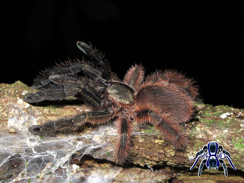 Mexican Half-and-half Tarantula