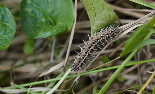 Pallas's Fritillary