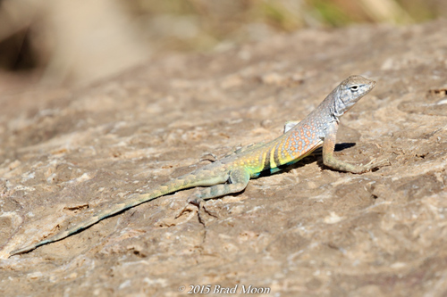 Greater Earless Lizard