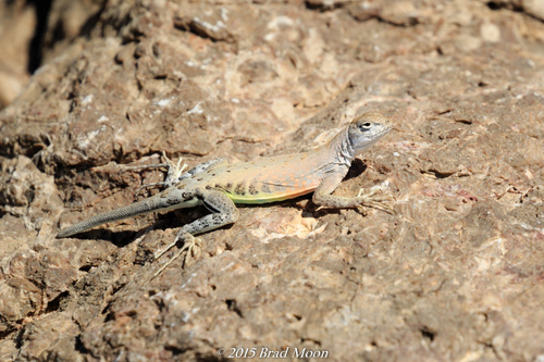 Greater Earless Lizard