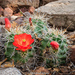 Scarlet Hedgehog Cactus - Photo (c) Brad Moon, all rights reserved, uploaded by Brad Moon