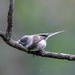 Sooty Tit - Photo (c) Marc Faucher, all rights reserved, uploaded by Marc Faucher
