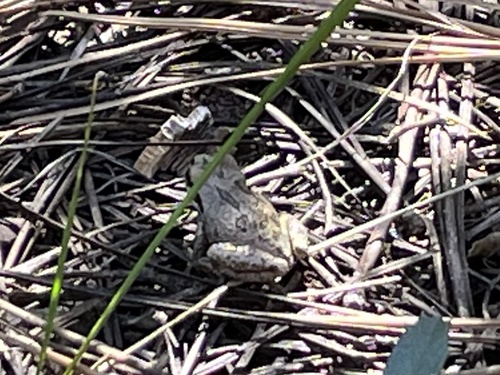 iNaturalist observation photo of Pacific chorus frog