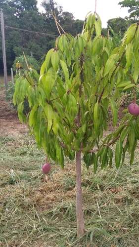 Indian mango