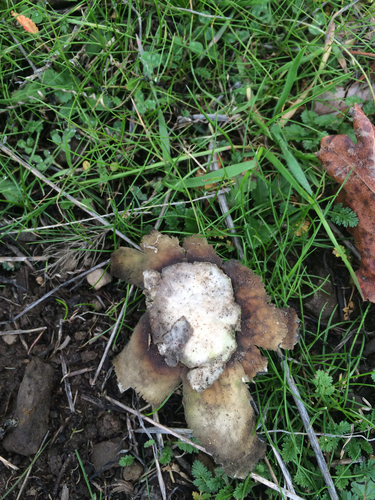iNaturalist observation photo of Hygroscopic Earthstar