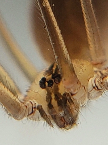 Manuel's Cellar Spider
