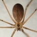 Cellar Spider - Photo (c) Kevin Wiener, all rights reserved, uploaded by Kevin Wiener