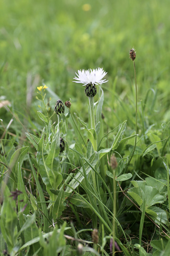 Centaurea cheiranthifolia
