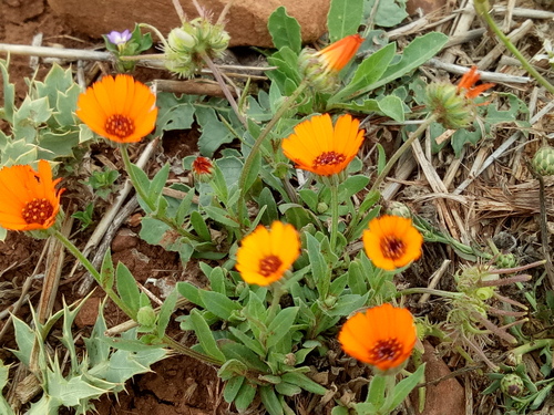 Calendula stellata