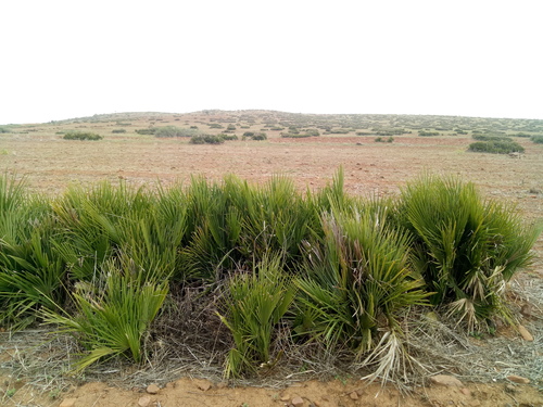 Mediterranean fan palm